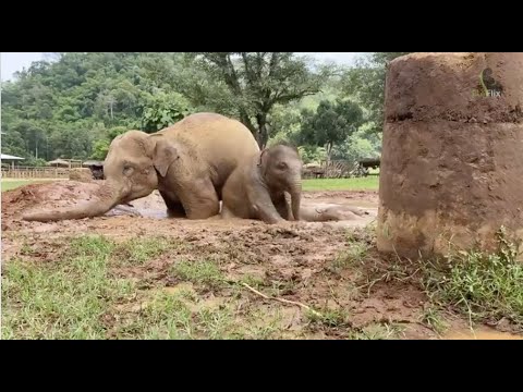 After rain with pyi mai and chaba🌤❤️🐘 - EleFlix