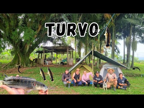 Acampar em turvo,ataque noturno em nosso peixe,pesca e boia raiz ao pé da figueira! 
