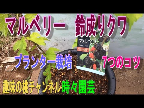 セリアータについて詳しく解説