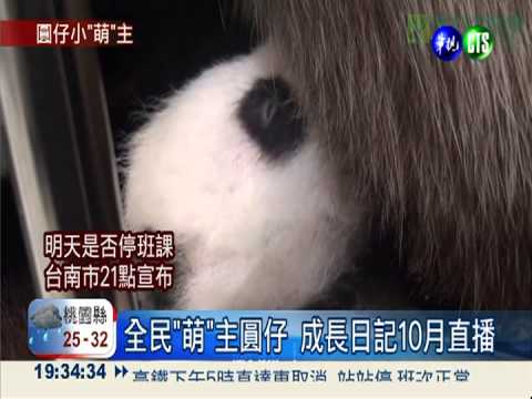 小"萌"主圓仔 生活點滴10月上線