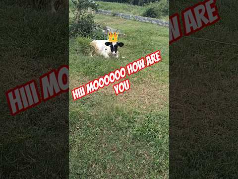 Hii MOOOOOO 💥#lifeisbutadream #trending #nature#villagelife