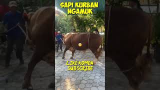 Download lagu Momen Sapi kurban Ngamuk #shorts #sapiqurbanngamuk #sapingamuk mp3 Download lagu Momen Sapi kurban Ngamuk #shorts #sapiqurbanngamuk #sapingamuk mp3