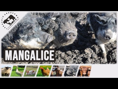 Mangalica - Hungarian Pasture Pig