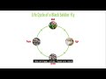 Lifecycle Of Black Soldier Fly BSF