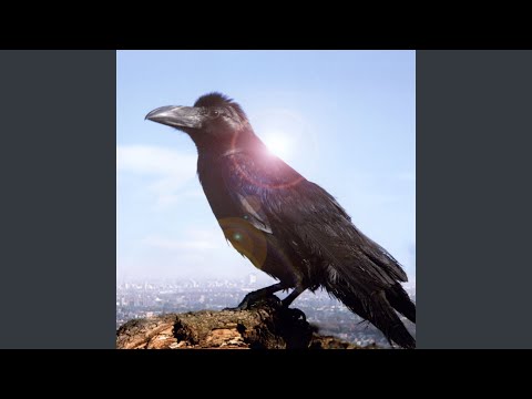 Nagareboshi No Youna Jinsei