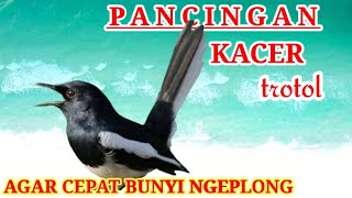 Download lagu SANGAT AMPUH UNTUK PANCINGAN KACER TROTOL AGAR CEPAT BUNYI NGEPLONG DAN GACOR mp3