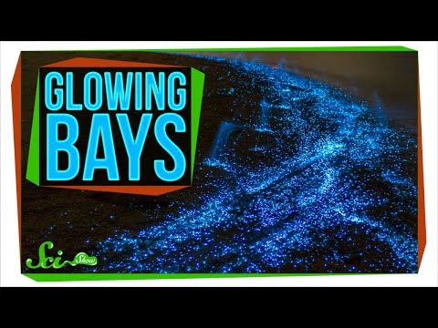 The Secret Behind Bioluminescent Bays