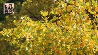 Download lagu Tchaikovsky=Rakhmaninov : Lullaby Op.16-1 / Petukhova 1995 mp3