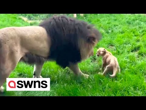 Cute moment lion cub stands up to father picking on him - prompting its mum to get involved | SWNS