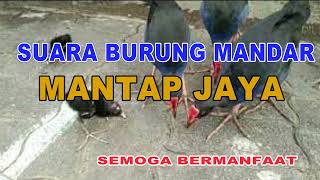 Download lagu SUARA PIKAT BURUNG MANDAR/PELAN/DER/ALISAN/SIBANG/MOORHENS BIRD/DUSKY/COMMON MOORHENS/GALLINULA mp3