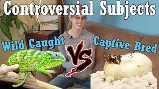Con-Sub: Wild Caught vs Captive Bred Reptiles by Snake Discovery