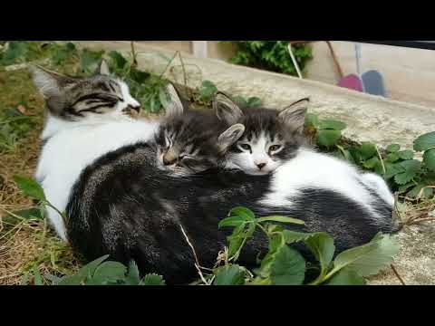 cute Cate kids 🐈🐈🐈🐈