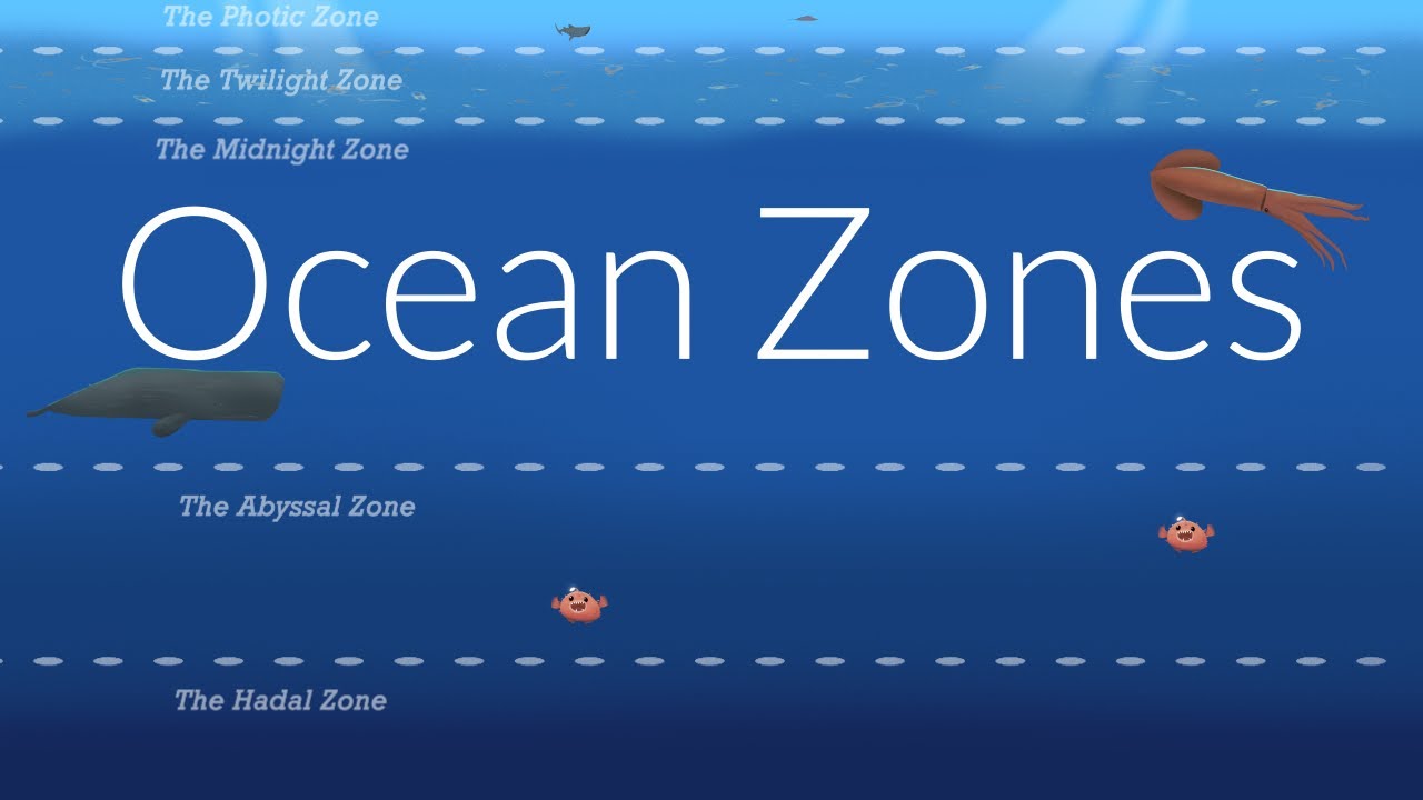 What are the 4 major depth zones of the ocean? More REF