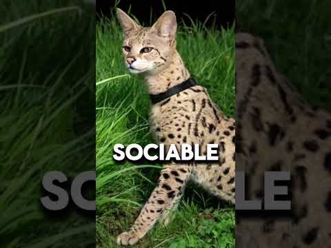 125,000$: The most expensive cat breed in the world #CatPaw #Cat #fluffy  #RareFacts