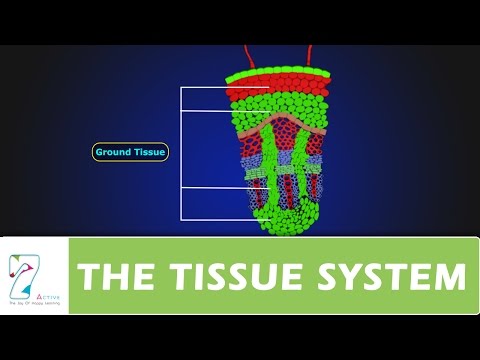 THE TISSUE SYSTEM PART-1