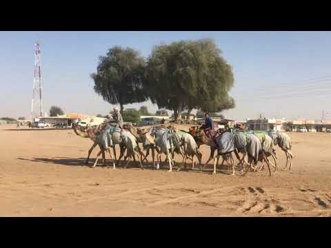 mangrov beach ummul queain