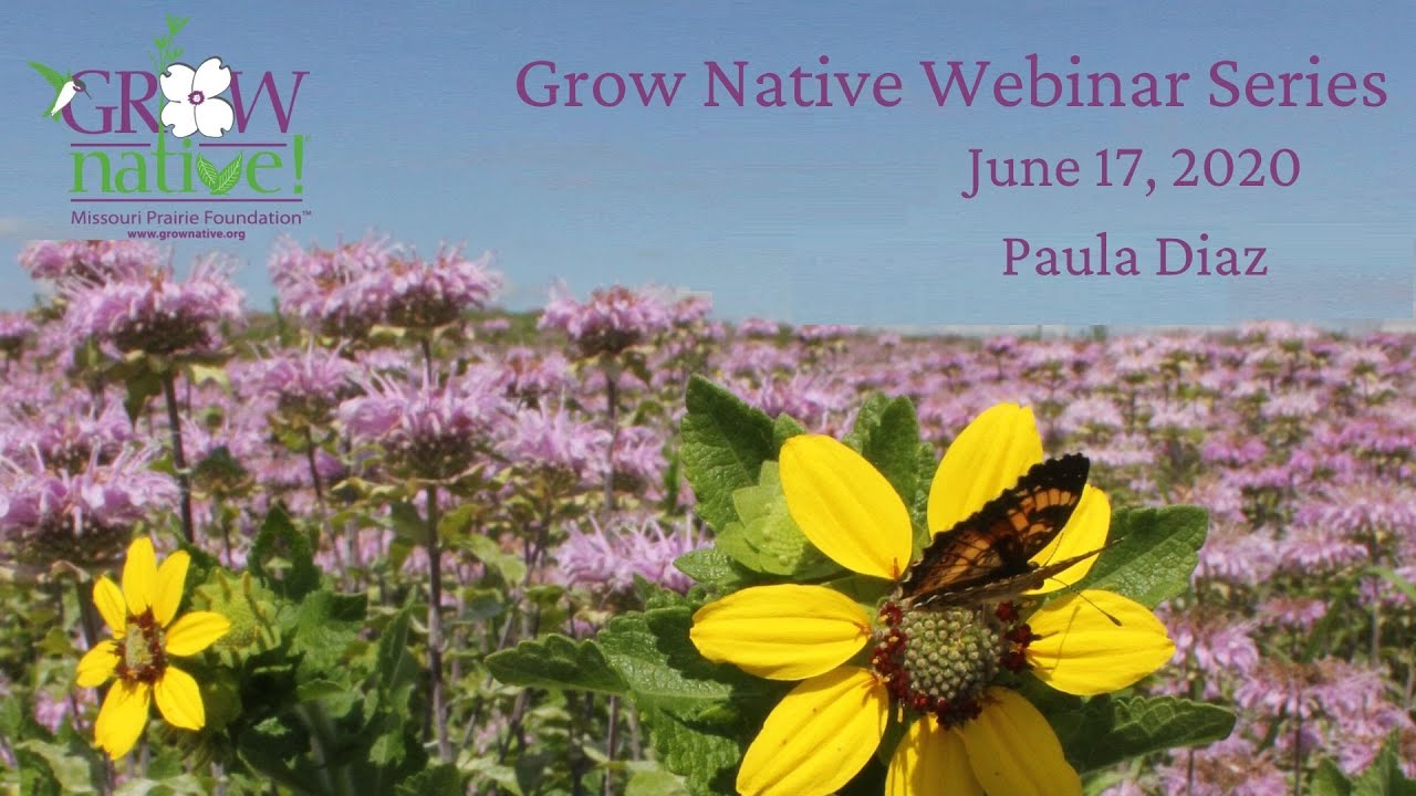 Grow Native! Webinar Series: Paula Diaz - Overcoming Challenges of a Suburban Native Plant Gardener