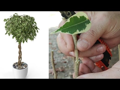 How to grafted Ficus benjamina to turn it into a beautiful and attractive umbrella plant/עץ מושתל