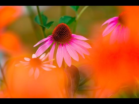 CREATIVE FLOWER PHOTOGRAPHY TIPS - Using Shallow Depth Of Field