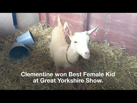Ripon goat farmer shows of prize-winning pet