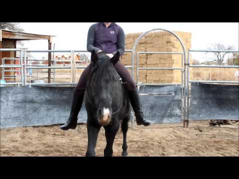 Decoto WF 2007 Zweibrucker Stallion