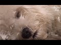 A Sleep-Loving Doggo Who Will Make You Think Of Snorlax | Kritter Klub