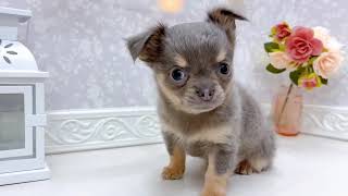 チワワ(ロング)の動画01