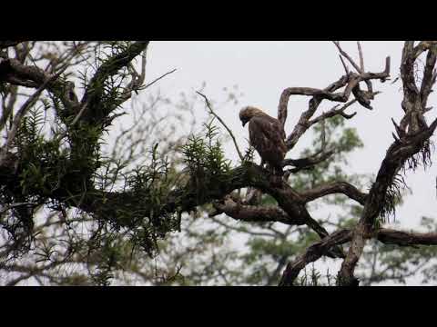 Birds of Jaldapara National Park: A Glimpse