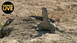 safariLIVE - Sunrise Safari - June 19, 2019