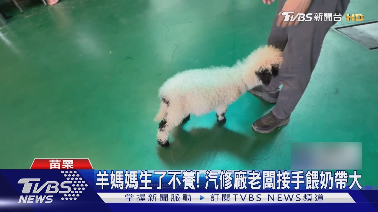 超萌「笑笑羊」成汽修廠吉祥物！　羊媽媽棄養老闆接手帶大