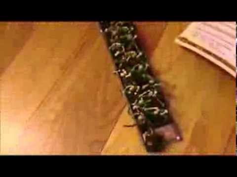 BatRep! Skaven vs. Tomb Kings: 1500 Point Battle Report