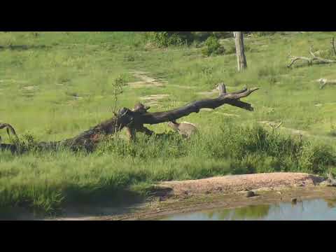 Djuma: Nyala bull - 16:52 - 01/29/19