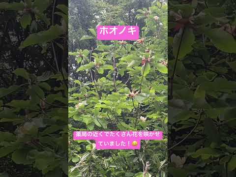 自然薬局：薬草園に絶対に入れておきたい、自分を癒す20の植物  庭園