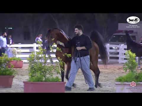 N 72 MEKDAD AL HAWAJER   Bahrain National Show 2021   Stallions 4 to 6 years old Class 12
