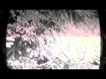 7 Shot Screamers in "Sasquatch!"