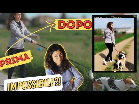 Un metodo EFFICACE per insegnare al tuo cane a NON tirare al guinzaglio