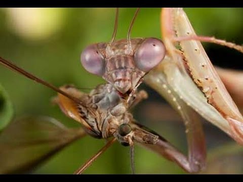 Using Ladybugs for Aphids | Planet Natural
