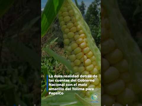 La realidad detrás de las cuentas del Gobierno Nacional con el maíz amarillo del Tolima para PepsiCo