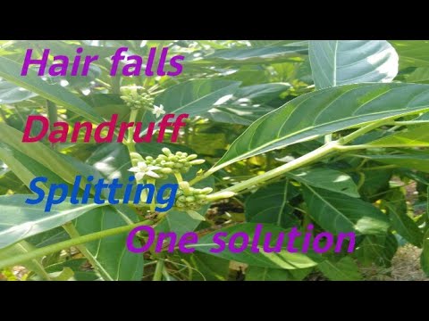 Hair fall And Dandruff solution. Mylife Myworld     Noni leaf (Morinda Citrifolia )