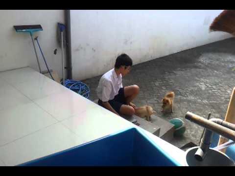 download lagu mp3 mp4 Cherry aling, download lagu Cherry aling gratis, unduh video klip Cherry aling