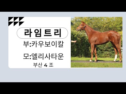 강태성-주목할 신마 라임트리 (부산 4조)