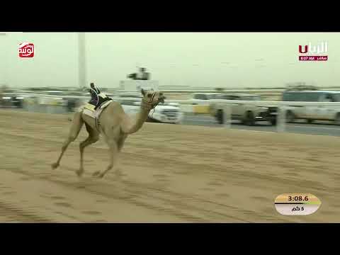 ش 5 (غلا) لـ هجن الشحانية 7:34:18 ، مهرجان ختامي الشحانية 2026/04/23 لقايا