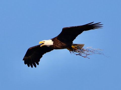 Eagle Tower Camera 2