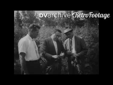 1957 - US Marines torch marijuana crops