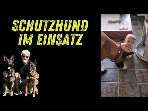 Schutzhunde im Einsatz ( in privater Hand gehalten )