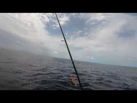 ENTIRELY SPOOLED BY A GIANT YELLOWFIN TUNA