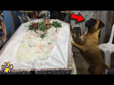 A Dog Comes to the Mistress's Funeral and Does Something Heartbreaking