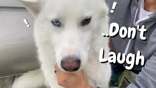 Pulling Seeds Off My Sassy Husky