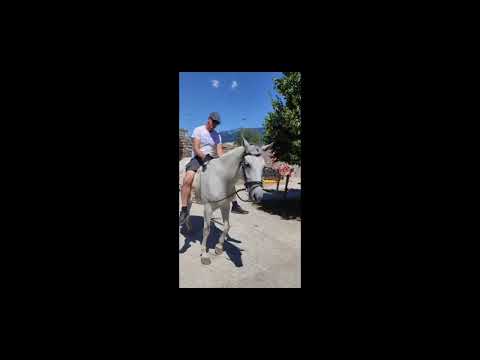 STRANA ⚜️ liebenswerte ALLROUND LIPIZZANER Stute 