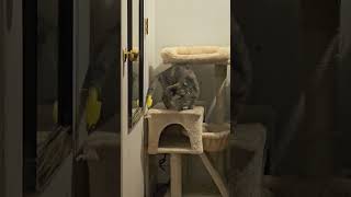 bopa having fun with her tail ep 3@cutecat